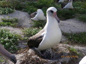 albatross_Wisdom_chick_Wonder