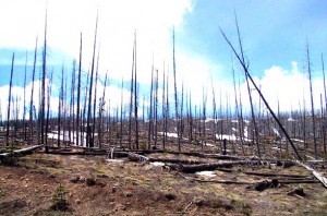 Yellowstone fire aftermath