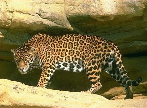 Jaguar