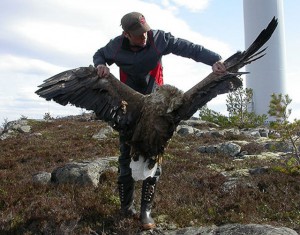 Dead-White-tailed-eagle-Windfarm-kill-Norway-1