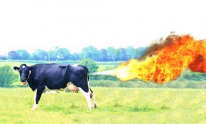 Cow torch