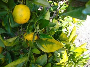 Citrus Greening Disease destroys crops by preventing proper ripening.