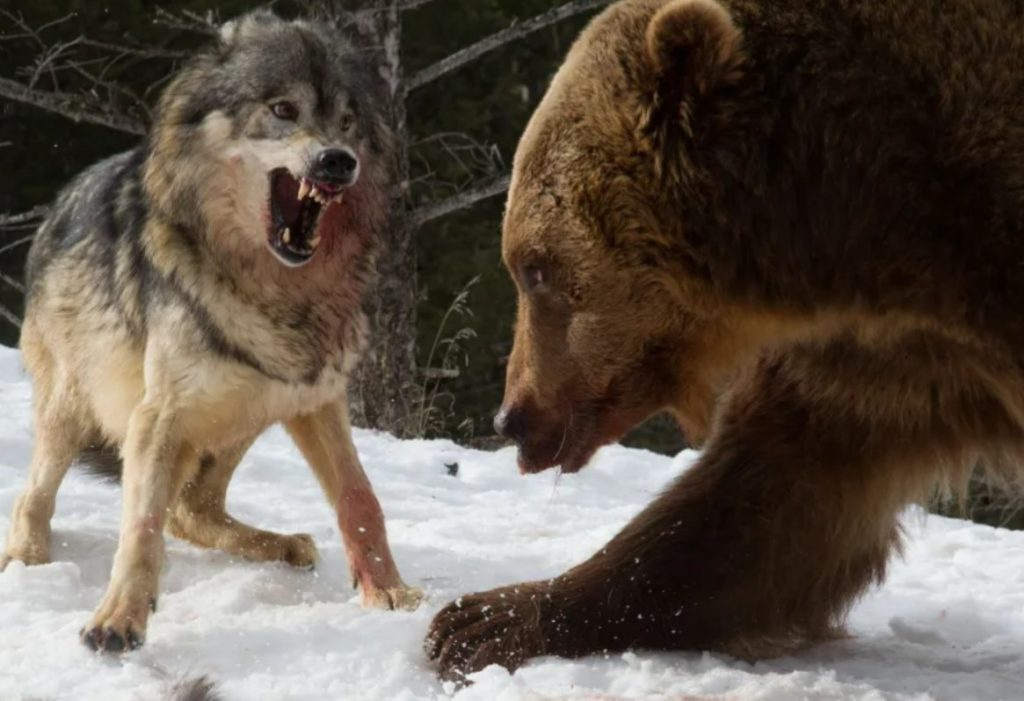 Politics and ignorance driving wolf and grizzly endangered status